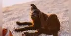 ¿Tu perro no para de rascarse? Conoce las 3 alergias más frecuentes en mascotas