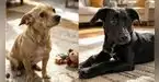 'INCONDICIONAL' rescata perros y gatos en abandono y les busca un hogar para siempre 'INCONDICIONAL' rescata perros y gatos en abandono y les busca un hogar para siempre