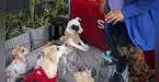 Quinta jornada nacional de adopciones y busca encontrar hogar a 100 mascotas