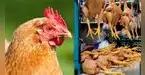 ¿Está en riesgo el consumo de pollo? Senasa declara EMERGENCIA SANITARIA por gripe aviar y dicta estrictas prohibiciones ¿Está en riesgo el consumo de pollo? Senasa declara EMERGENCIA SANITARIA por gripe aviar y dicta estrictas prohibiciones