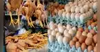 Senasa declara emergencia por gripe aviar: Minsa responde la pregunta que todos se hacen ¿es seguro comer pollo y huevos? Senasa declara emergencia por gripe aviar: Minsa responde la pregunta que todos se hacen ¿es seguro comer pollo y huevos?