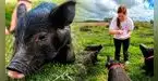 ¿Te gustan los animales? Refugio ofrece alojamiento gratuito a voluntarios que ayuden con animales rescatados