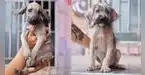 Día Internacional del Animal sin Hogar: jornada de adopción busca dar una segunda oportunidad a perros rescatados