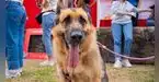 Conoce más sobre la primera gran caminata familiar que convertirá cada inscripción en alimento para mascotas rescatadas
