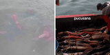 Pescadores preocupados por el exceso de pota: ¿cuánto cuesta el kilo?