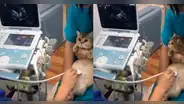 Gata asiste a su primera ecografía junto a su dueña y se entera que espera 4 bebés