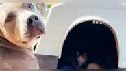 Pitbull encontró una gata embarazada, cedió su casa y ahora es tío de 6 bebés