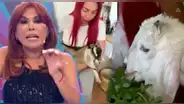 Magaly Medina 'EXPLOTA' contra Deysi Araujo y hace GRAVE acusación de maltrato hacia su cabrita: "Se pasó de la raya"