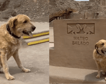 Guabi, el veterano perrito que fue abandonado en una huaca limeña y hoy es embajador del patrimonio cultural