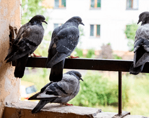 Saca a las palomas de tu techo para siempre gracias a este truco: solo necesitas este color Saca a las palomas de tu techo para siempre gracias a este truco: solo necesitas este color