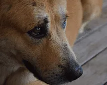 Los perros también pierden el sueño por sus problemas, igual que los humanos, según estudio Los perros también pierden el sueño por sus problemas, igual que los humanos, según estudio