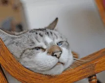 ¿Tu gato ya es anciano? Descubre las señales ocultas de la vejez felina ¿Tu gato ya es anciano? Descubre las señales ocultas de la vejez felina