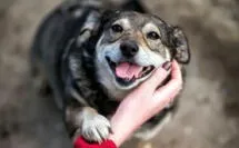 Frases por el Día del Perro sin raza: 30 mensajes BONITOS y EMOTIVOS para dedicar a tu gran amigo