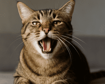 ¿Tu gato llora como un bebé? El raro comportamiento que desconcierta a muchos y lo que dicen los expertos ¿Tu gato llora como un bebé? El raro comportamiento que desconcierta a muchos y lo que dicen los expertos