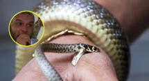 Pastor se dejó morder por serpiente para poner a prueba su fe delante de feligreses ¡Y terminó trágicamente! Pastor se dejó morder por serpiente para poner a prueba su fe delante de feligreses ¡Y terminó trágicamente!