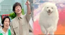 La nueva serie coreana de Netflix que muestra que el amor entre humanos y animales no termina con la muerte
