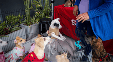 ¿Pensando en adoptar una mascota? Estos 5 efectos secundarios podrían sorprenderte