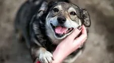 Frases por el Día del Perro sin raza: 30 mensajes BONITOS y EMOTIVOS para dedicar a tu gran amigo