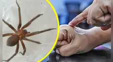 Niño muere en Ucayali por mordedura de araña casera: cómo identificarla y qué hacer ante una mordedura