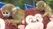 Conoce al ‘Punch’ peruano: el pequeño mono rescatado que enternece al país y ya puede ser visitado