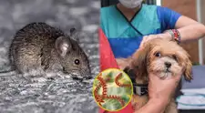 Leptospirosis: especialista del Ministerio de Salud explica cómo evitar contagios en casa