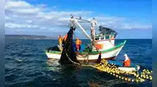 El misterio que se tragó una industria en el Perú: Cómo El Niño y la pesca sin límites arrasaron con esta especie