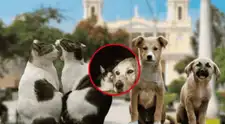 Multa por exceso de mascotas: este es el monto que pagarían quienes tengan más de dos en casa