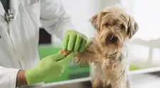 Campaña veterinaria gratis este 16 de mayo: revisa dónde atenderán y qué servicios ofrecerán
