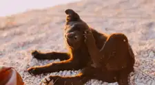 ¿Tu perro no para de rascarse? Conoce las 3 alergias más frecuentes en mascotas