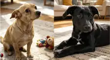 'INCONDICIONAL' rescata perros y gatos en abandono y les busca un hogar para siempre
