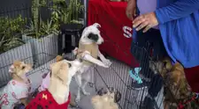 Quinta jornada nacional de adopciones y busca encontrar hogar a 100 mascotas