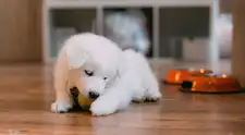 5 mitos y verdades sobre la alimentación de los cachorros: lo que todo tutor en el Perú debería saber