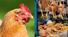 ¿Está en riesgo el consumo de pollo? Senasa declara EMERGENCIA SANITARIA por gripe aviar y dicta estrictas prohibiciones