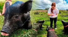 ¿Te gustan los animales? Refugio ofrece alojamiento gratuito a voluntarios que ayuden con animales rescatados