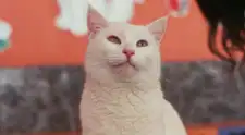 Mes del Gato: la esterilización puede reducir hasta en un 91 % el riesgo de desarrollar cáncer de mama