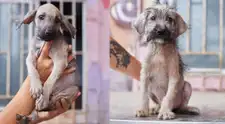 Día Internacional del Animal sin Hogar: jornada de adopción busca dar una segunda oportunidad a perros rescatados