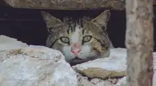 ¿Está preparada tu mascota para un desastre natural? Tres medidas que pueden marcar la diferencia