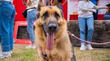 Conoce más sobre la primera gran caminata familiar que convertirá cada inscripción en alimento para mascotas rescatadas