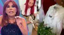 Magaly Medina 'EXPLOTA' contra Deysi Araujo y hace GRAVE acusación de maltrato hacia su cabrita: "Se pasó de la raya"