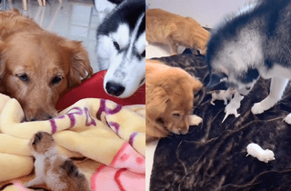 Dos Golden Retriever Y Un Husky Siberiano Decidieron Adoptar Una Camada De Gatos Bebes