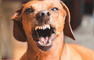 Ataque brutal: perro salchicha arrancó mejilla a mujer y después se la comió