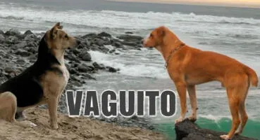 "Vaguito": Usuarios DESTRUYEN a periodista que criticó al perro actor de la película