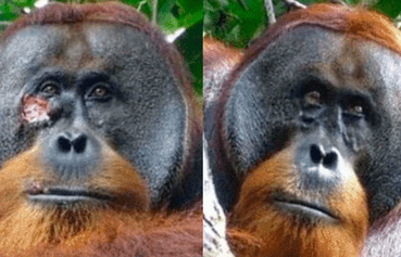 ¡Maravilloso hallazgo! Científicos documentan caso de orangután que elaboró ungüento para curarse una herida