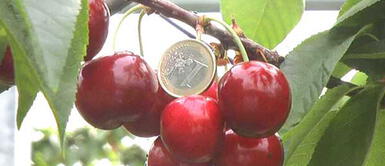 Conoce las "Cherry Glamour", unas cerezas únicas en su tipo Conoce las "Cherry Glamour", unas cerezas únicas en su tipo