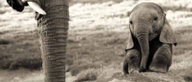 Rescatando a un elefante bebé Rescatando a un elefante bebé