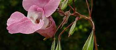 Olores que adelgazan ¿Sabías cuál es la clave? Olores que adelgazan ¿Sabías cuál es la clave?