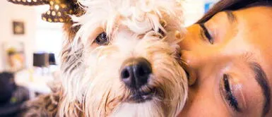 Foto: Internet Una mascota puede alargar los años de vida