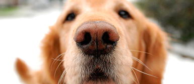 Los perros serían capaces de detectar el cáncer, según el Servicio Nacional de Salud del Reino Unido Los perros serían capaces de detectar el cáncer, según el Servicio Nacional de Salud del Reino Unido