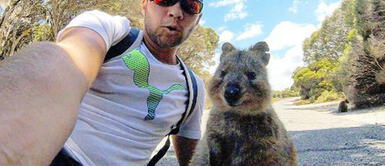 Instagram: Este joven se topó con un simpático quokka que se resistía a dejarlo Instagram: Este joven se topó con un simpático quokka que se resistía a dejarlo