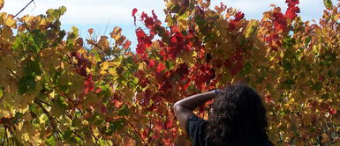 Foto. Google Este es el voluntariado en Francia que te paga con vino y champagne